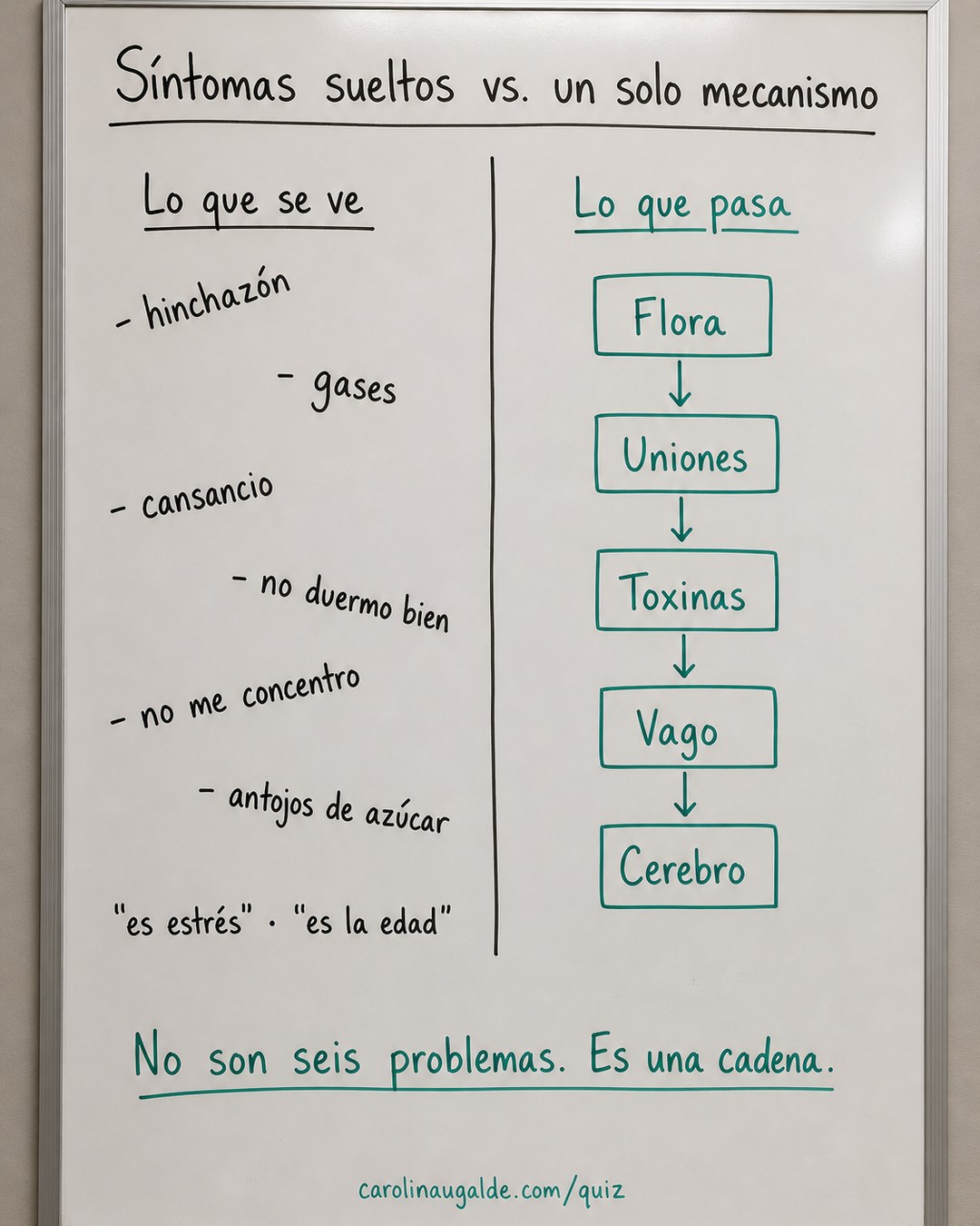 Síntomas sueltos frente a un solo mecanismo: flora, uniones, toxinas, vago, cerebro