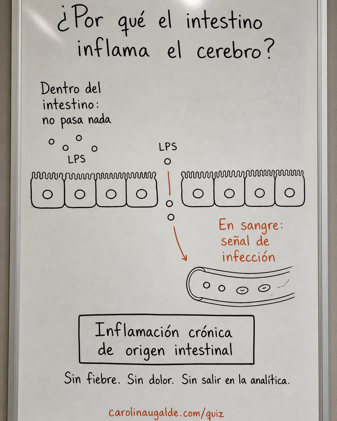 Los LPS dentro del intestino no hacen nada; el problema es cuando cruzan la barrera y llegan a la sangre