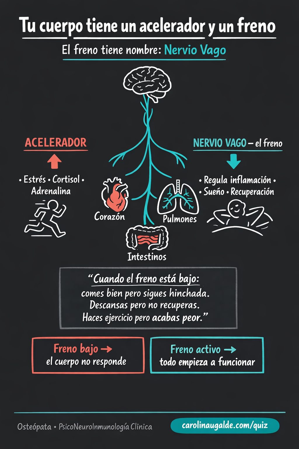 El nervio vago como freno biológico
