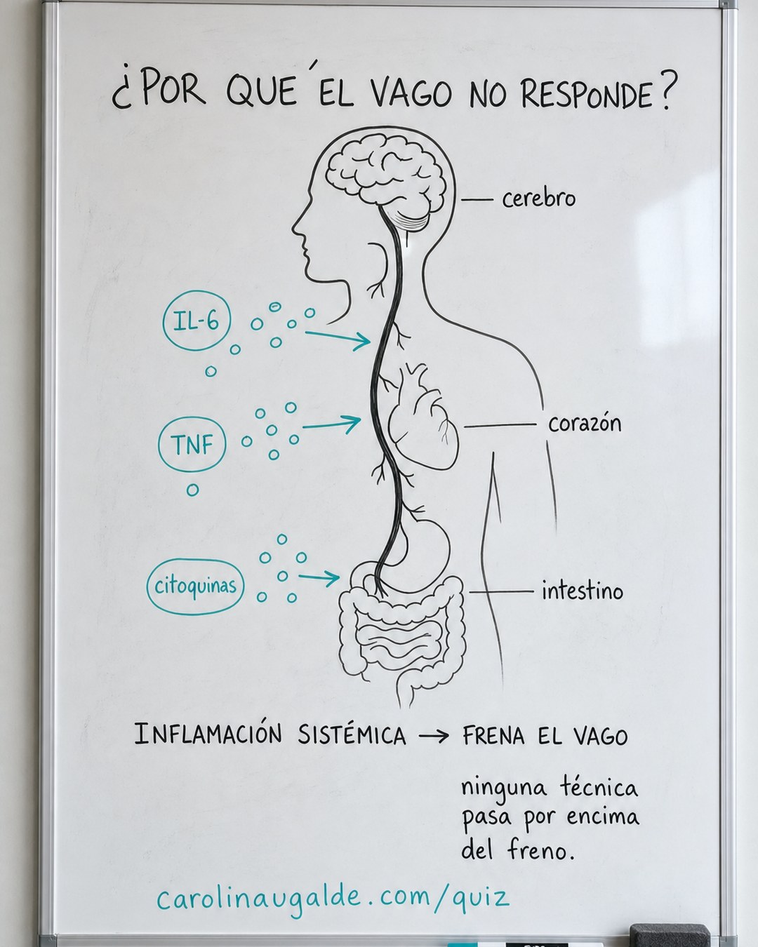 Mientras hay inflamación sistémica, el nervio vago está frenado por el propio sistema inmune